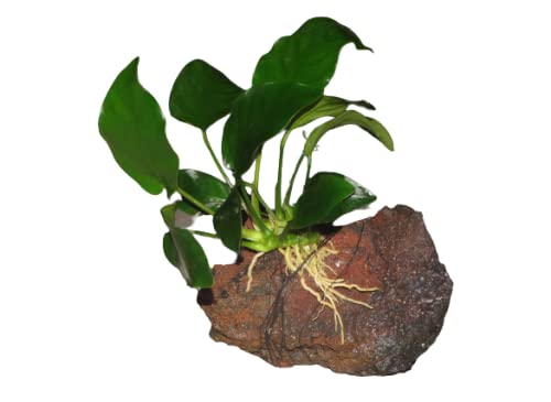 Maalavya Live Aquarium Aquatic Plant (Anubias Heterophylla On Lava Rock) 3 to 5 Leaves (B09R7SQM97) Amazon Price History, Amazon Price Tracker