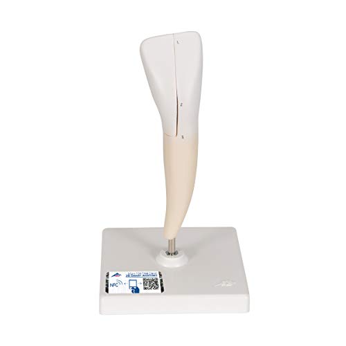 Image of 3B Scientific D10 /1 Lower Incisor 2-part - 3B Smart Anatomy