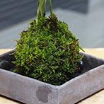 いつでもリゾート気分を味わえる苔玉【テーブルヤシの苔玉・焼締角器・敷石セット】 (敷石の色（黒石）) 【渡会】