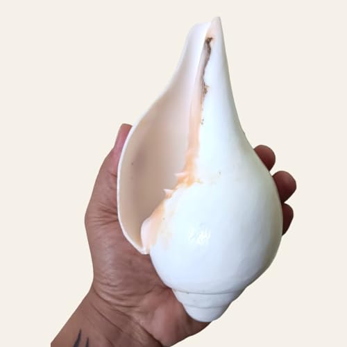 Image of Divine Harmony: Jellybean Retails Vamavarti Large Original Loud Blowing Shankh|Conch - 400g approx, 6.5 to 7 Inch (Size Guarantee - Quality Matters)