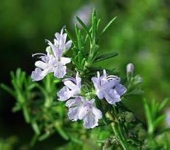 Amazon.co.jp: ローズマリー（這性タイプ） (ローズマリー（這性タイプ