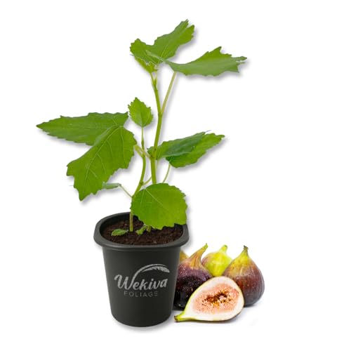 Brown Turkey Fig Tree - 1 Live Starter Plant - Ficus Carica - Edible Fruit Tree for The Patio and...