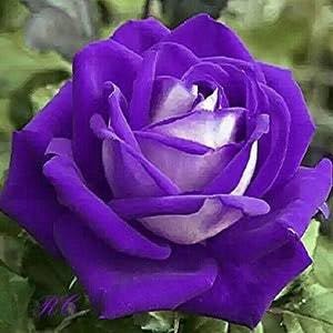 Rose Flower Tree 3 In 1 Rose Golap Flower Tree Hybrid Plant Gullab Tree Plant Hybrid Grafted All Time Starling Colour Rose Home Garden Rooftop Garden Plant (B0CLKB4XKP) Amazon Price History, Amazon Price Tracker