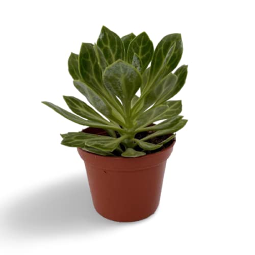 OhhSome Succulent Plant Senecio Obovatus Small Shrub, Succulents Plants For Home Indoor (Healthy Live Plant) (B09K4GJJSH) Amazon Price History, Amazon Price Tracker
