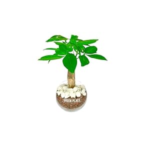 Amazon.co.jp: 観葉植物 - 花・観葉植物: ホーム＆キッチン