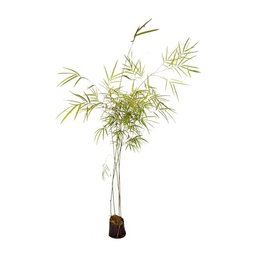 Genérico, Muda de Bambuza 50 a 80cm AMK - Plantas Online