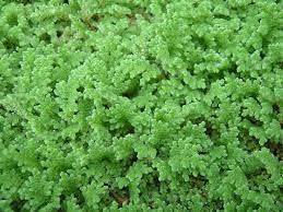 Ajola grass seeds || seeds for Azola grass (800 seeds) (B0CPJG31F8) Amazon Price History, Amazon Price Tracker