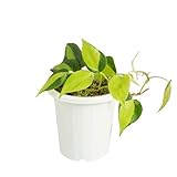 Philodendron Brasil Natural Planta de Interior Exótica con Hojas Grandes y Cuidado Sencillo