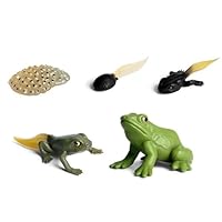 Frog Life Cycle Toy - Realistic 4 Stage Animal Growth Model Figures, Educational Science Biology Development Classroom Teaching Aid | Detailed Desktop Decoration And Learning Party Supplies For Boys A