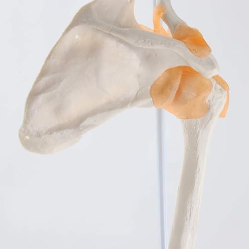 Modèle de joint de main et de poignet AMITD anatomique taille réelle - 4