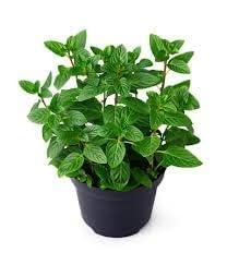 Guruji Plantation Pudina Mint Mentha Herb Perennial Aroma Flavorful Culinary Peppermint Leaves Live Scented Refreshing Tea Medicinal Seasoning Plant Spearmint for Home and Garden (Pack of 1) (B0CRT86BT7) Amazon Price History, Amazon Price Tracker