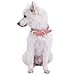 Blueberry Pet Leather Dog Collar for Female Dogs - Pink/Grey Stripes, Medium, 15-18