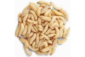250 Live Reptile Feeding Waxworms for Fishing