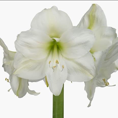 Amaryllis Exotic Bulb x 1 - Varieties - Great Gift for Any Occasion (Artic White)