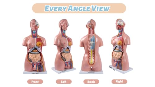 Image of Labcare Anatomical Life Size (Magnetic Parts) Unisex Human Torso Model in 24 Parts with Interchangeable Reproductive System in Fiber Glass Material. 85 cm length