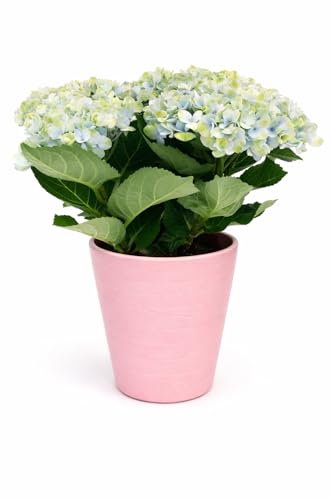 POWERS TO FLOWERS - ORTENSIA MAGICAL REVOLUTION BLU, VASO 11CM, IN VASO CERAMICA ROSA ANTICO, pianta vera