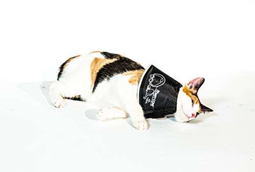 All Four Paws „The Comfy Cone“ Halskrause für Haustiere,Small 14 cm