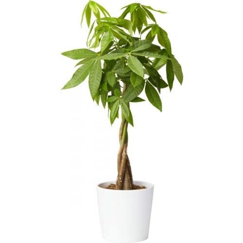 Green Paradise® Pachira 5 Braided Indoor Money Plant Pachira aquatica Beautiful Indoor Plant Feng Shui Good Fortune Vastu Plant With Glossy Pot (B0BLSJQ1LT) Amazon Price History, Amazon Price Tracker