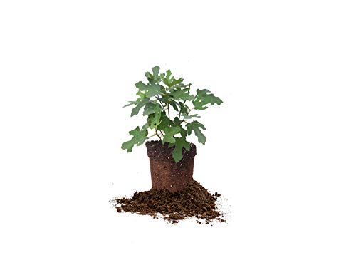 PERFECT PLANTSCeleste FIG TREEE, Live Plant, Includes Special Blend Fertilizer & Planting Guide (1 Gallon)