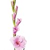 Geschikt Elke Tuinliefhebber Planten Familie Tuin Essentiële Kleur Collocatie Decoratieve Strong-10 STKS Roze Gladiolen…