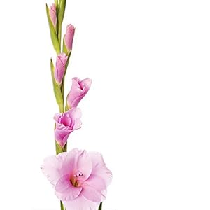 Geschikt Elke Tuinliefhebber Planten Familie Tuin Essentiële Kleur Collocatie Decoratieve Strong-10 STKS Roze Gladiolen…