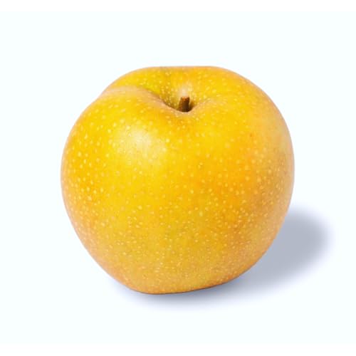 [2026年9月上旬から中旬お届け予定][大原観光果樹園]岡山県産 旬の梨(豊水)(約4kg 10〜12玉)