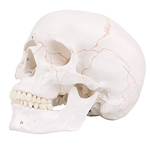 Life Size 3-parts numbered Skull Model with Full Set of Teeth ,Removable Skull Cap and Articulated Mandible, Detailed Product Poster Includes -  Euddoo, Euddoo-001