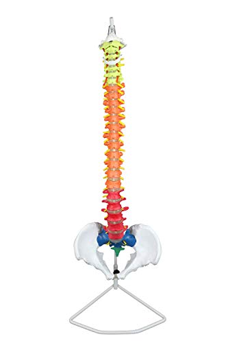Vision Scientific VAV223 Life-Size Flexible Spinal | 5 Color-Coded W Occipital Bone, Sacrum, Coccyx | 24 Vertebral W Disc | Pelvic Bones, and Femur Heads, Arteries & Nerve Endings | W Manual