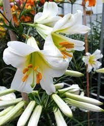 Image of Lilium bulbs double, 100% germination (Pack of 2)