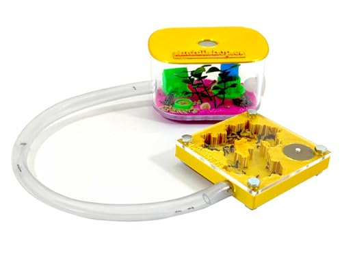 Anthillshop.es Hormigueros educativos 3D 7x7 Color Oro con Caja de forrajeo (Hormigas Incluidas...
