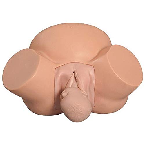 Modèle d'entraînement obstétricien AMITD pour éducation médicale et simulation - 2