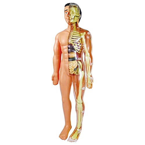 THATA Anatomische modellen van het menselijk lichaam, romp-lichaams-anatomie-model voor kinderen, menselijke…