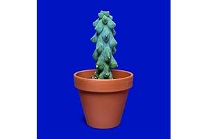 Boob Cactus Seeds: Unveil the Exotic Beauty of Myrtillocactus Geometrizans