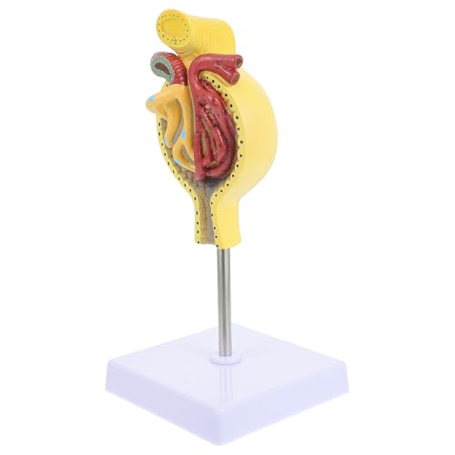 Modèle de glomérule humain MAGICLULU en PVC réaliste moulé pour affichage médical de précision