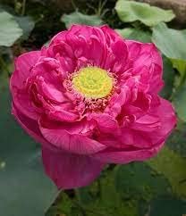 Indian Gardens - Lotus live plant (Code : 63) Tropical varities All Season Blomming Plants (Lakshmi) (B0C9DM344S) Amazon Price History, Amazon Price Tracker