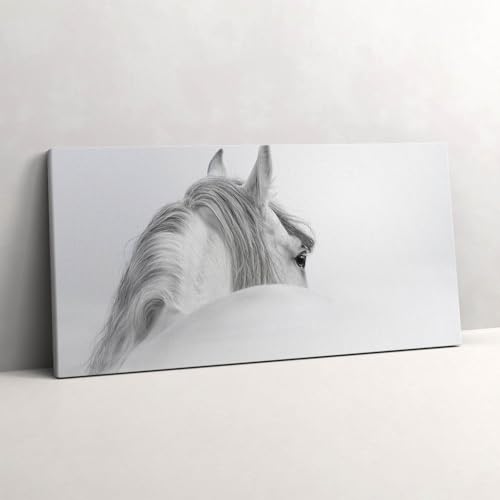 Photo sur Toile Cheval andalou pour Décoration Salon Nature