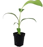 Ice Cream Banana Plant - Musa - 4' Pot