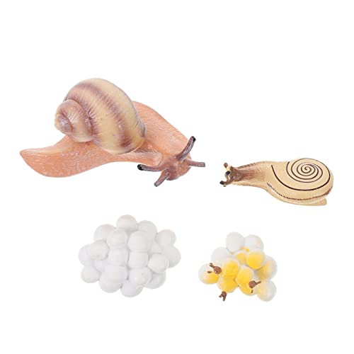 BESTonZON 1 Juego Ciclo De Crecimiento Figuras del Ciclo De Vida De Los Caracoles Modelos De Etapas De Crecimiento Animal Animales De Simulación De Juguete Suministros Educativos El Plastico
