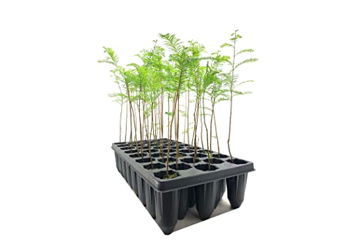 Bald Cypress | 30 Live Trees | Taxodium Distichum | Fast Growing Shade Tree Wet Tolerant #TOP1