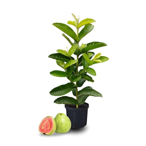 Guava Tree Live Plant Pink Guava Plant for Planting Indoor Outdoor 5 to 7 Inc