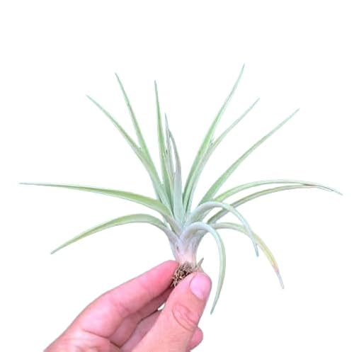 Planta del Aire Tillandsia Velutina Clavel del Aire Interior y Exterior