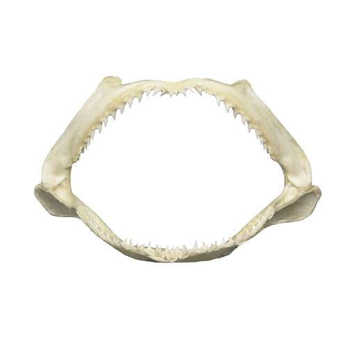 Real Shark Jaw - Multiple Sizes 5-7 Inches