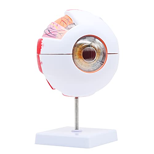 6X Enlarged Human Eye Anatomical Model, Eye Model for Anatomy Teaching Model, Medical Teaching Curriculum Display Eyeball Model With Removable Stand