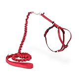 PetSafe Come With Me Kitty Cat Harness & Bungee Leash - Comfortable Cat Harness with Lightweight Bungee Leash for Outdoor Fun - More Secure Walks - Small - Red