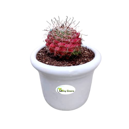 Going Greens Notocactus Rutilans/Pink Ball Cactus with White Ceramic Pot-image-7