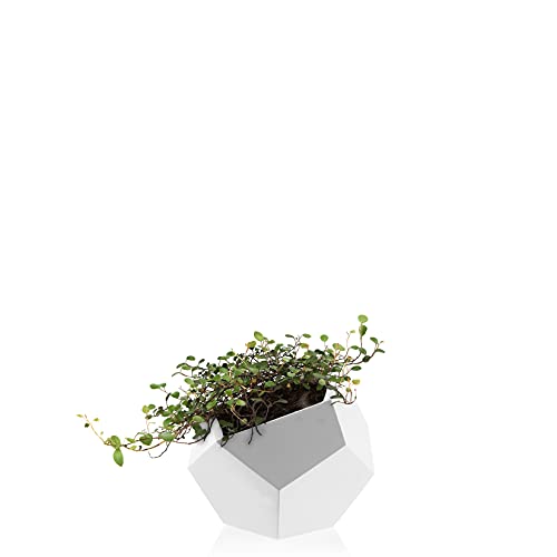 Muehlenbeckia Maori Flower Pot Square White, 12 cm de diámetro y 15 cm de Alto Cover