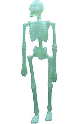 Halloween Glow in Dark Human Skeletons Dangling Articulate Plastic 18H x 8W x 2D