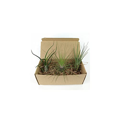 Plantas del Aire |Set 3 Unidades | DECOALIVE | Tillandsias