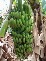 See full amazon price history chart for Creative Farmer Live Plant (40 Kg Yield) Sweet G9 Yellow Banana All Season Garden (1 Healthy Live Fruit Tissue Culture Plant) Creative Farmer Live Plant (40 Kg Yield) Sweet G9 Yellow Banana All Season Garden (1 Healthy Live Fruit Tissue Culture Plant) (B086Q9TG51) Amazon Price History, Amazon Price Tracker