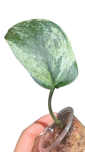 Scindapsus Black dragon salaca �u���b�N�h���S��